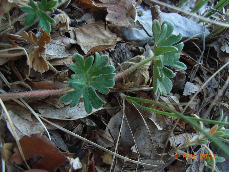 Monte Miletto - Geranium austroapenninum